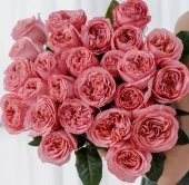 Роза Пинк Экспрешн чайно-гибридная (Барнаул)