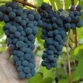 Виноград плодовый Благодать (ПОИСК)