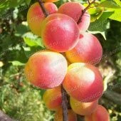 Абрикос Графиня (в коробке) (ПОИСК)