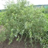 Ива Свердловская извилистая  (ПОИСК)