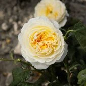 Роза Беатрис Шраб (Английская) (Садовита)