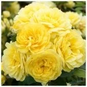 Роза Анни Дюпрейн шраб (Сиб сад)