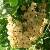 Смородина белая Уральская белая (ПОИСК)