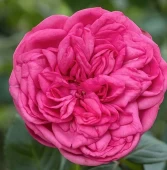 Роза Пинк Пиано чайно-гибридная (Сиб сад)