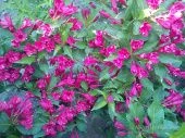 Вейгела цветущая Элвера (ПОИСК)