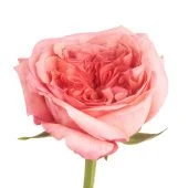 Роза Пинк Экспрешн чайно-гибридная (Сиберика)