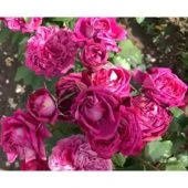 Роза Икеа (Фо ю Хоум) японская шраб (Золотая сотка Алтая)