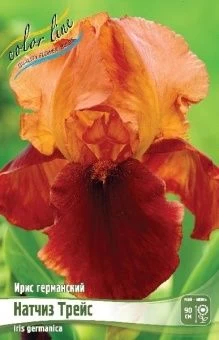 Iris germanica Natchez Trace
