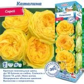 Роза Каталина спрей (Сиб сад)