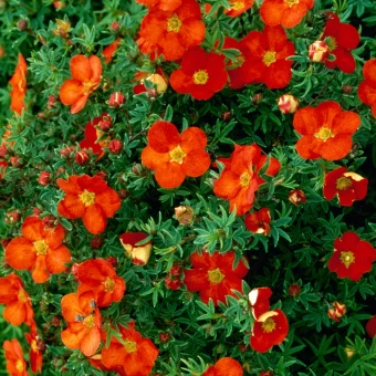 full_potentilla-fruticosa-marian-red-robin-deciduous-shrub-p403-35501-image