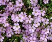 Гипсофила ползучая Розея (ПОИСК)