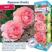 Роза Френсис Блейз шраб (Сиб сад)