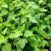 Пузыреплодник калинолистный Энис Голд  (ПОИСК)