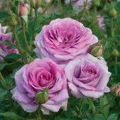 Роза Зе Прайд чайно-гибридная (Золотая сотка Алтая)