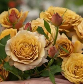 Роза Пайн Дрим японская чайно-гибридная (Золотая сотка Алтая)