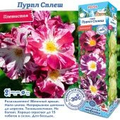 Роза Пурпл Сплеш плетистая (Сиб сад)