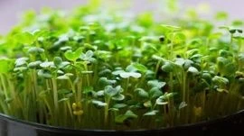 Микрозелень - витамины круглый год