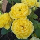 Роза Зе Пилигримм английская (Золотая сотка Алтая)