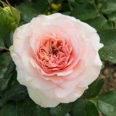 Роза Пастелла Флорибунда (Садовита)
