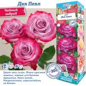 Роза Дип Пепл чайно-гибридная (Сиб сад)