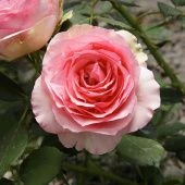 Роза Ферст леди Шраб (Английская) (Садовита)