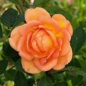 Роза Леди Эмма Гамильтон Шраб (Английская) (Садовита)