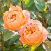 Роза Леди Эмма Гамильтон английская кустовая (Татарстан Розариум)