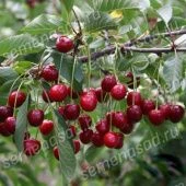 Вишня Тургеневка (в коробке) (ПОИСК)