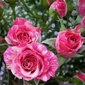 Роза Пинк Флеш спрей (Золотая сотка Алтая)