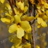 Форзиция промежуточная Вик Энд (ПОИСК)