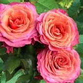 Роза Сингл Малт чайно-гибридная (Садовита)