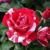 Роза Анри Матисс Флорибунда (Садовита)