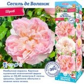 Роза Сесиль де Воланж шраб (Сиб сад)