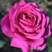Роза Биг Пёпл чайно-гибридная (Сербия Империя роз)