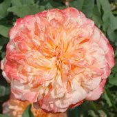 Роза Эдит Шраб (Английская) (Садовита)