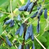 Жимолость съедобная Длинноплодная (ПОИСК)