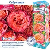 Роза Седукцион чайно-гибридная (Сиб сад)