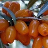 Облепиха Елизавета (ПОИСК)