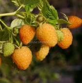 Малина ремонтантная Золотой сентябрь (ПОИСК)