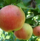 Яблоня карликовая Соколовское (в коробке) (ПОИСК)