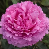 Роза Ив Пьяже чайно-гибридная (Золотая сотка Алтая)