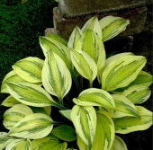 Хоста Кэптинз Эдвенчер гибридная (ПОИСК)