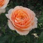 Роза Шерлок Холмс Шраб (Садовита)