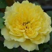 Роза Чайна Герл флорибунда (Золотая сотка Алтая)