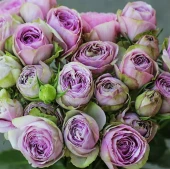 Роза Блоссом Баблс Спрей (Садовита)