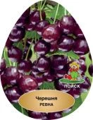 Черешня Ревна  (в коробке) (ПОИСК)