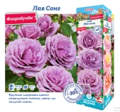 Роза Лав Сонг флорибунда (Сиб сад)