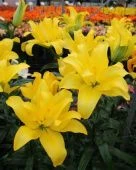 ЛИЛИЯ БАТТЕРФЛЯЙ ВИНГЗ 5шт (КолорЛайн)