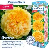 Роза Голден Зест шраб (Сиб сад)
