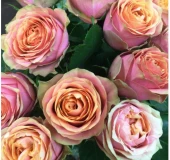 Роза Вайлд Лук чайно-гибридная (Золотая сотка Алтая)